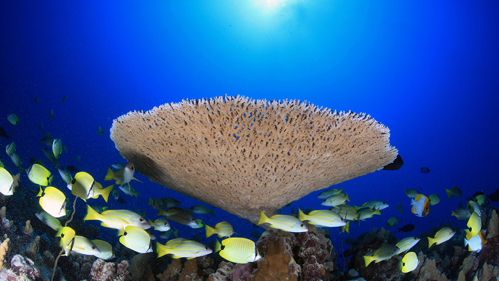 fish swimming around an Acropora coral
