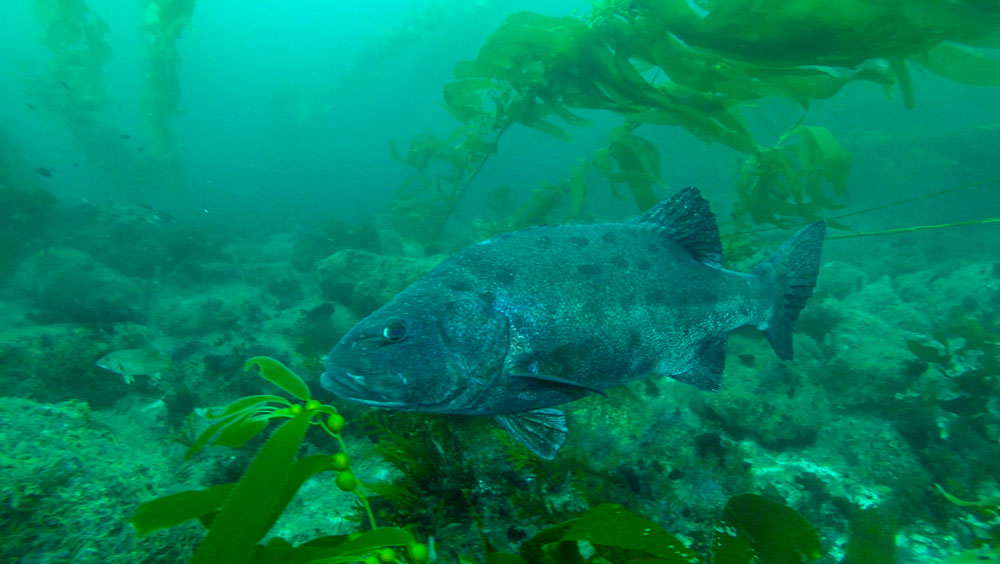 giant seabass swimming in a kelp forest