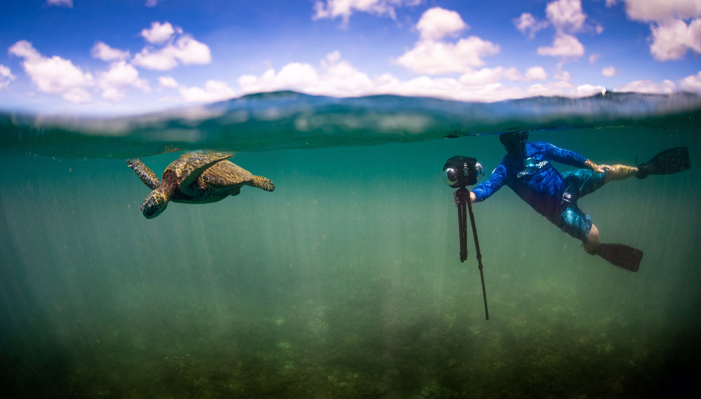 Snorkeler with 360 camera filming a green sea turtle.