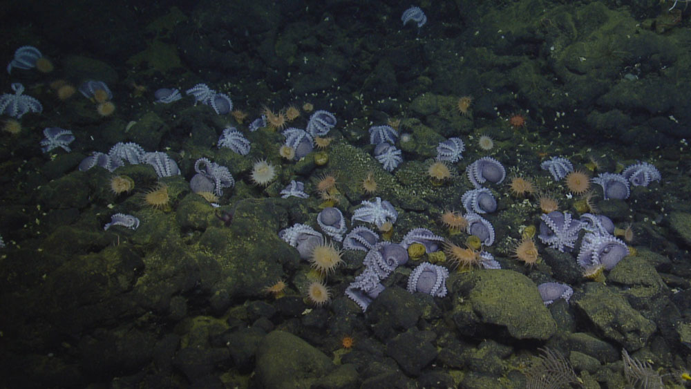 hundreds of small purple octopus in rocky area