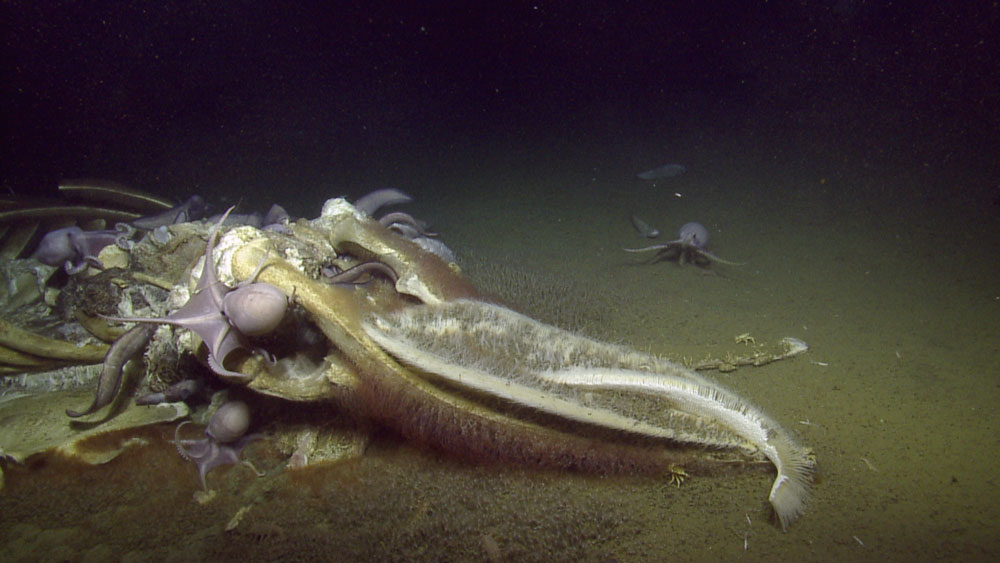 A whale carcass on the seabed, covered in purple octopus and other organisms