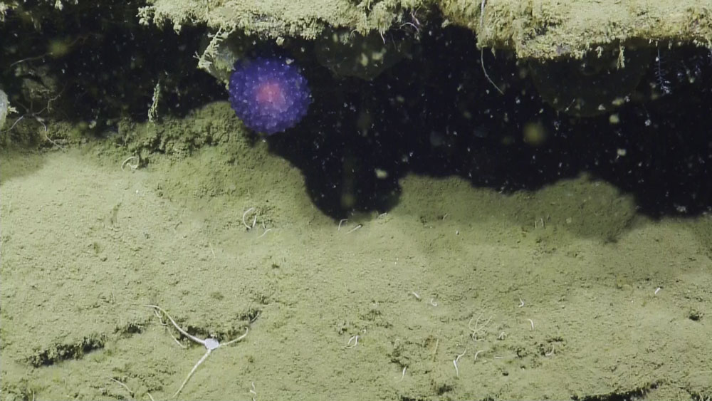 a purple orb on sediment