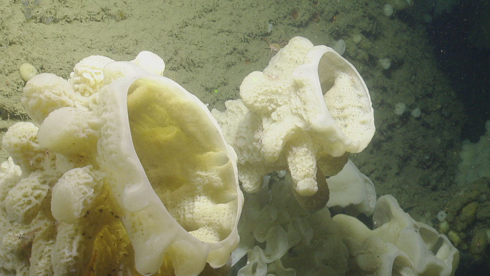 large vase-shaped 'goiter' sponges