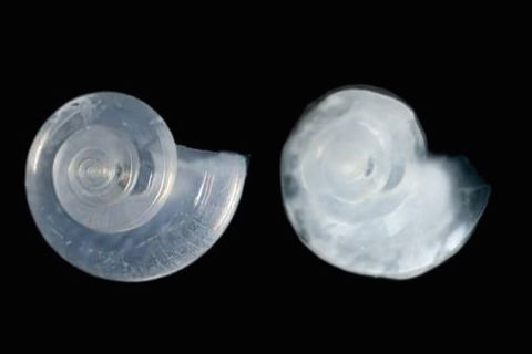 side by side image showing the effect of ocean acidfication
