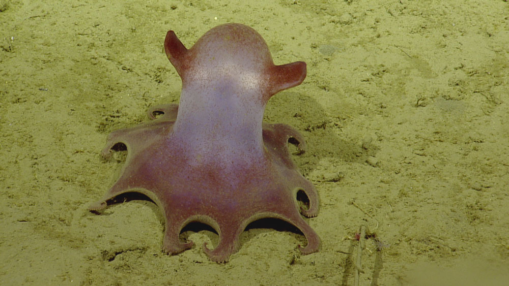 Octopus on the seafloor