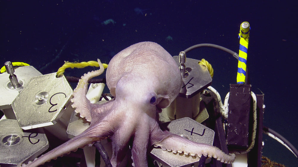 Purple octopus on ROV gear