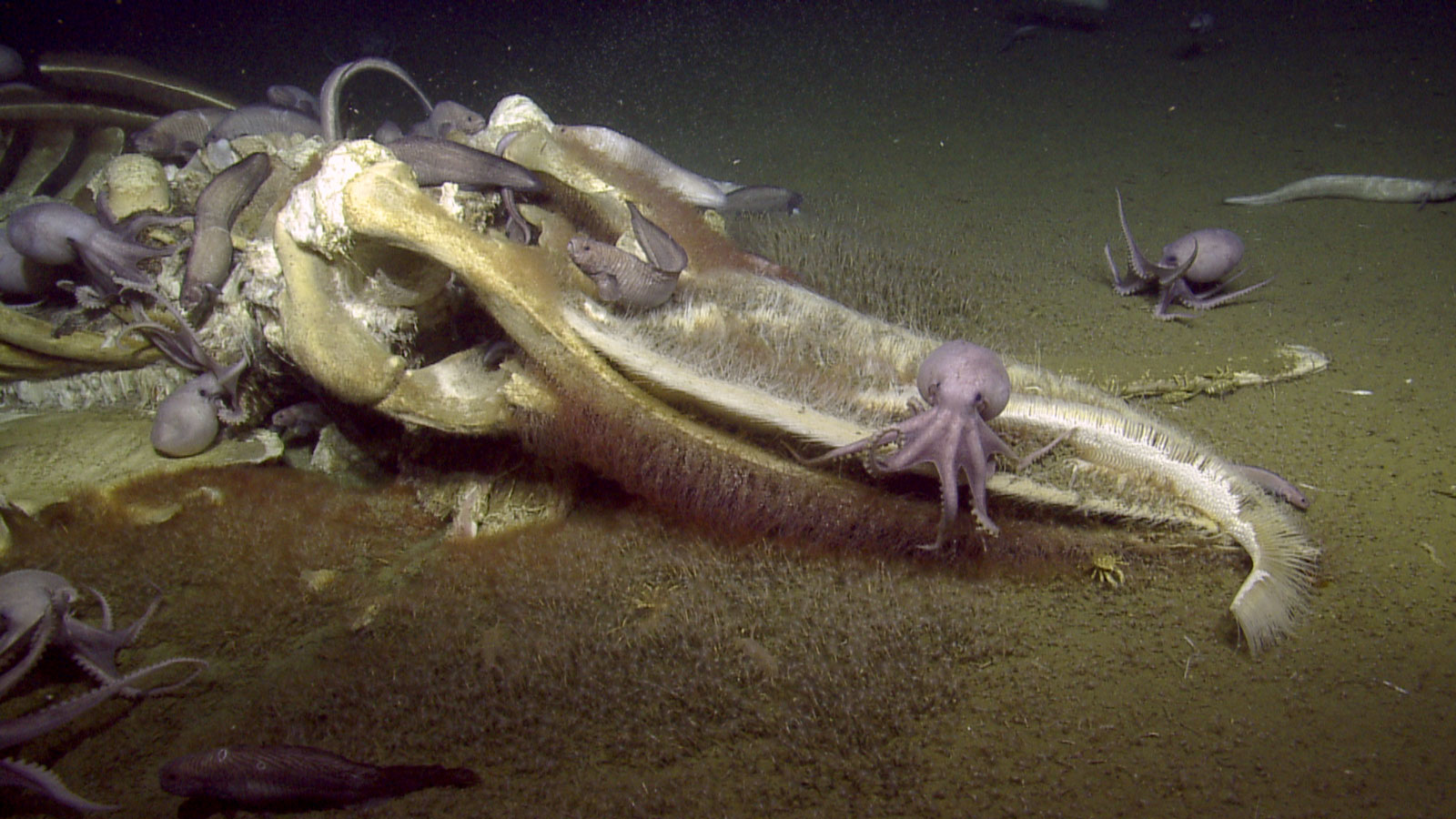 A decaying whale on the sea floor covered in different organisms.