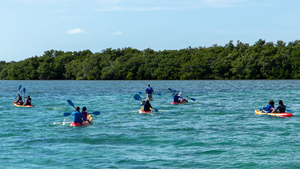 Kayaker from behind on the water with a mangrove line in front of them.