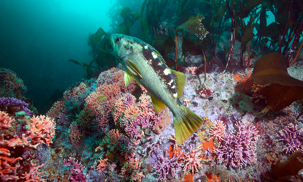 a fish swimming near a coral reef and kelp