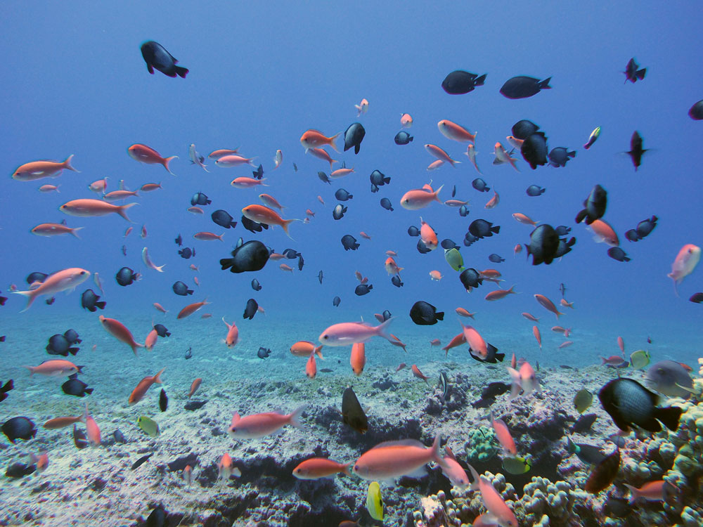 colorful fish over a reef