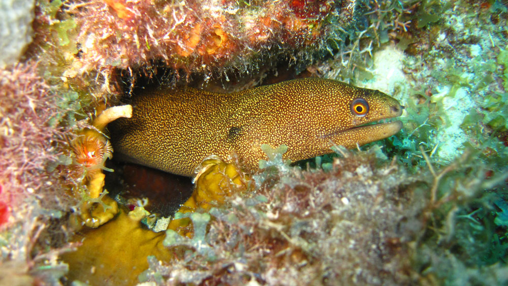 yellowish moray eel popping out of a reef