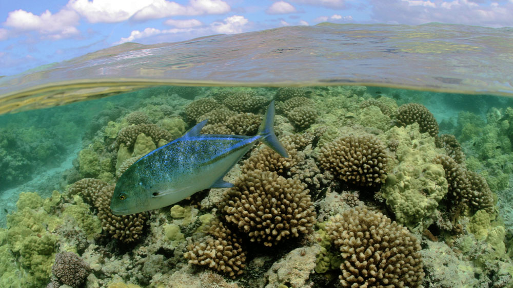 A fish swimming just below the water line over corals