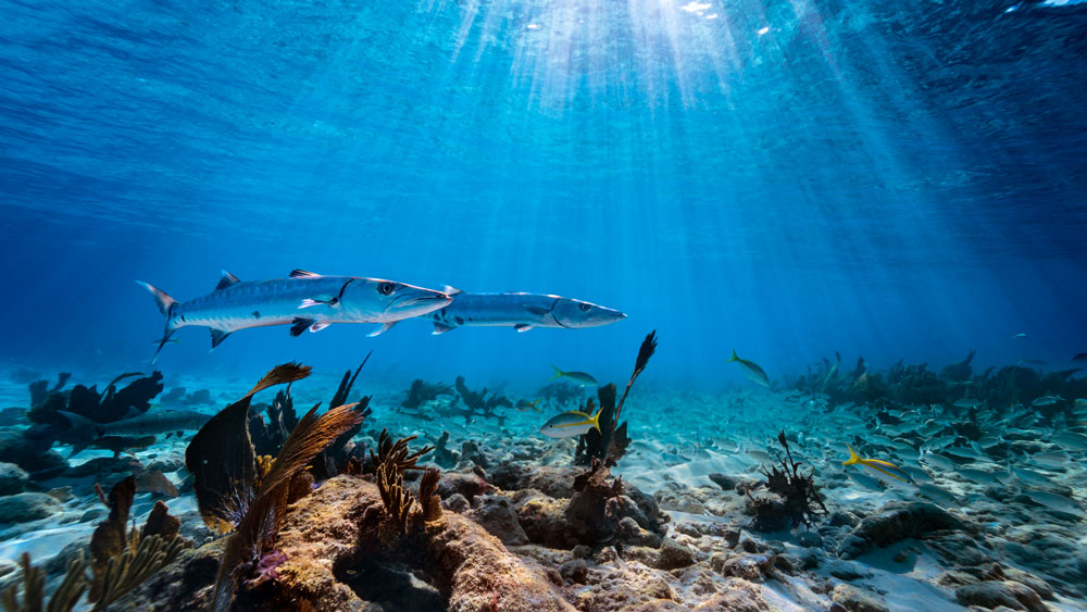 barracudas swimming near a reef