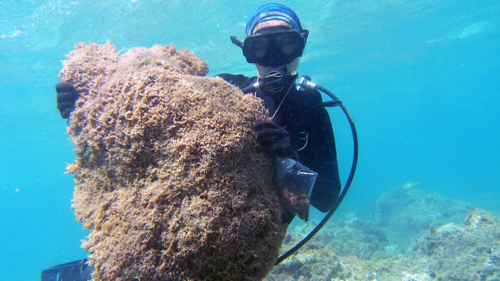 Diver holds up a large mat of alga