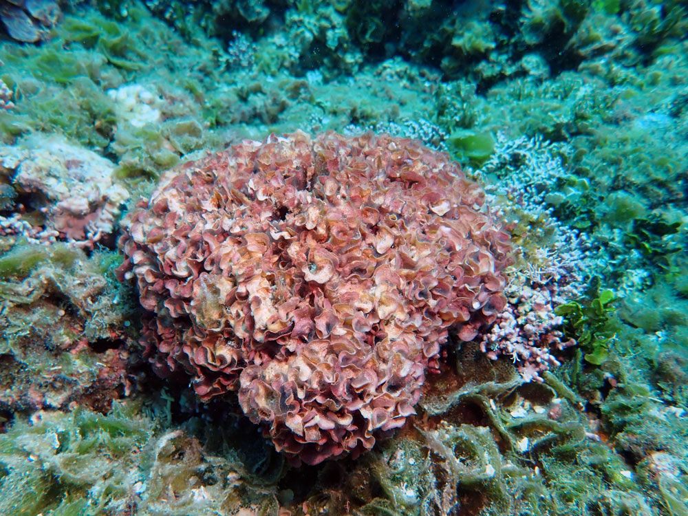 Native coral species
