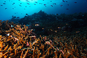 coral reef in american samoa