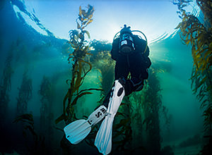 diver swimming through a kelp forest