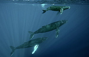 three humpback whales swimming near just under the surface of the water