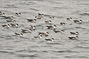a group of sheawater resting on the water