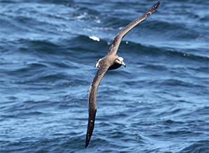 seabird in flight over the water