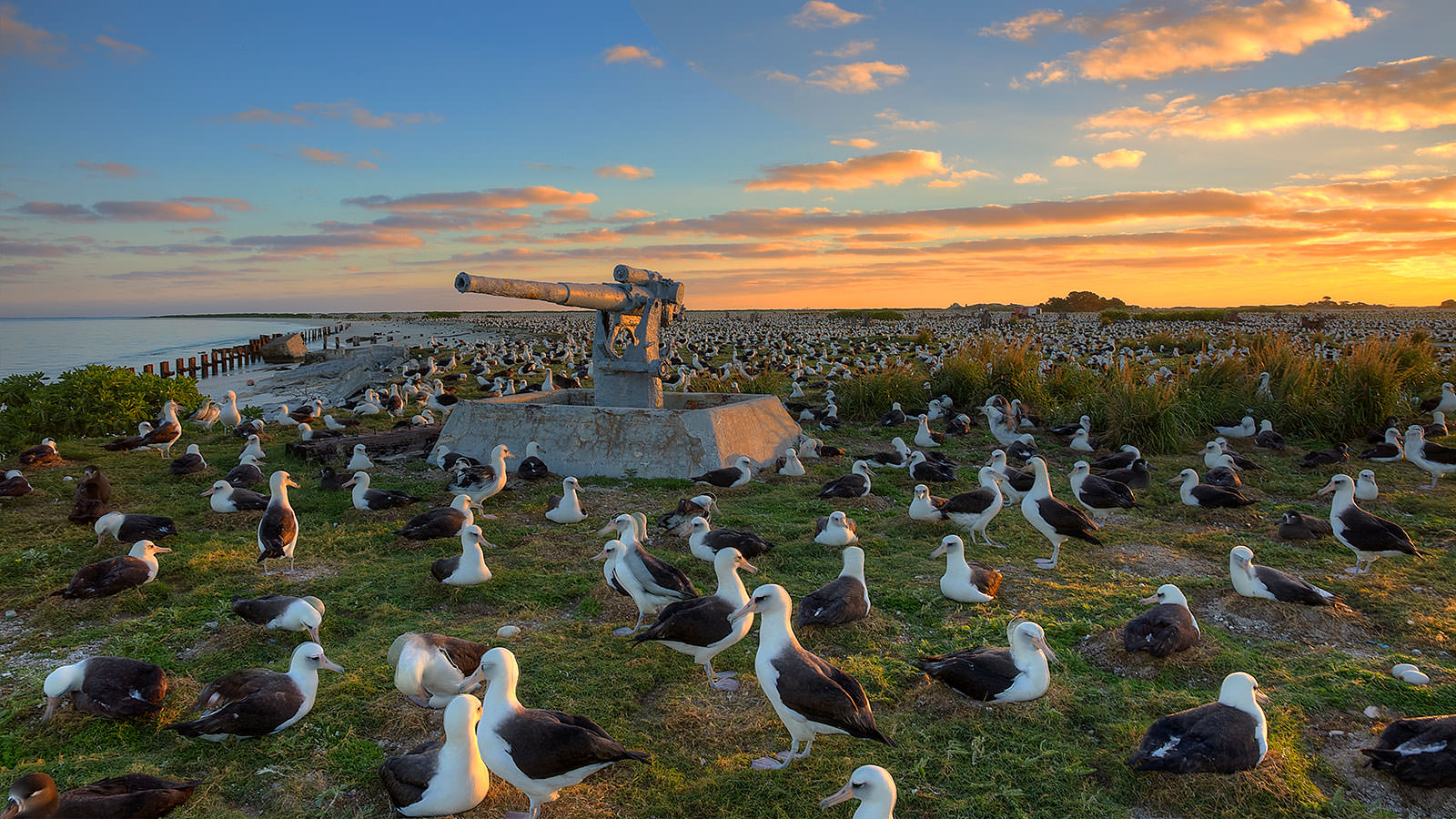 Albatross at sunrise near a statue