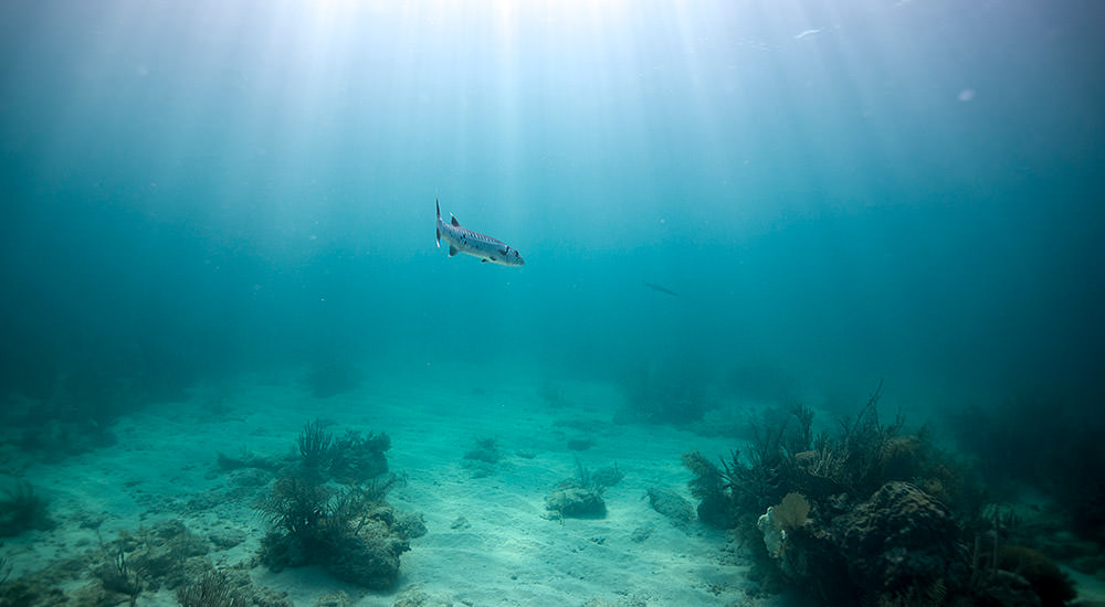 barracuda swims through a reefs
