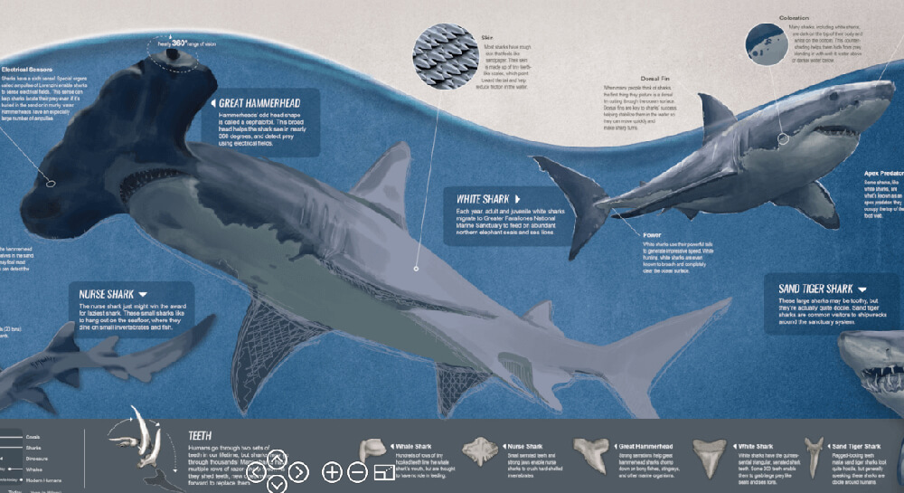 illustrations of sharks highlighting their teeth and skin