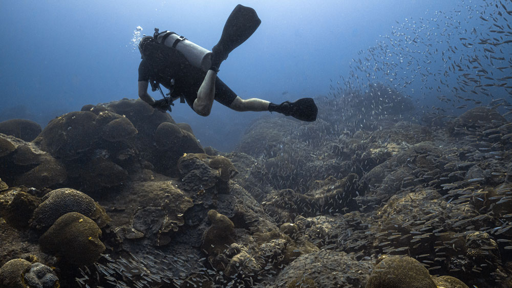 Diver above a reef with schools of fish around them.