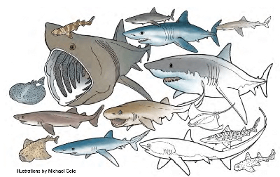 Drawings of various sharks