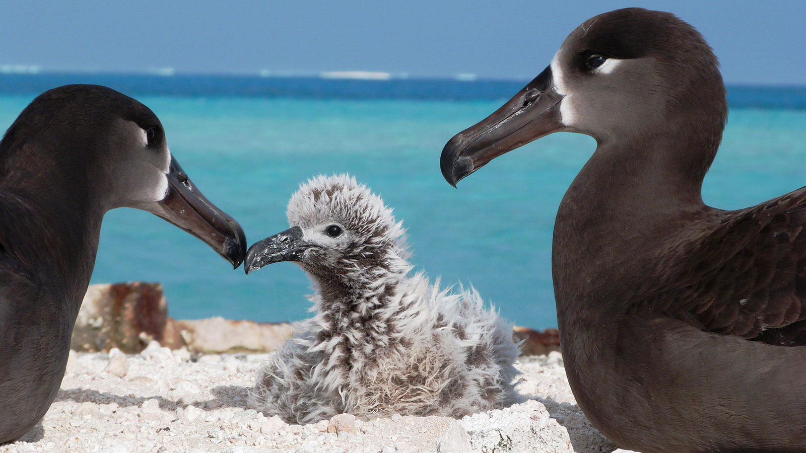 Two black-footed albatross watch over their chick