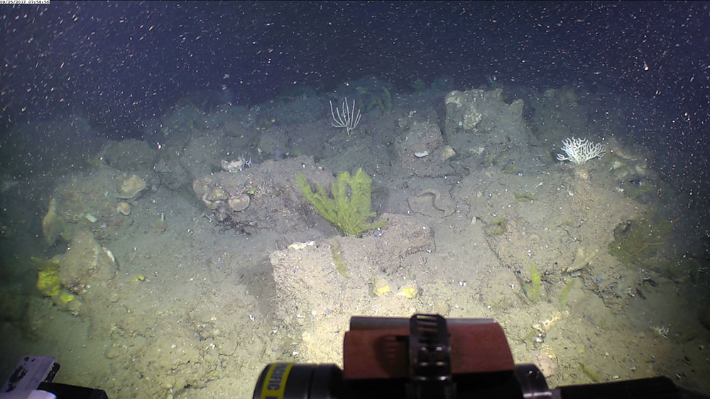 ROV shows an ocean landscape with the new black coral species in sight