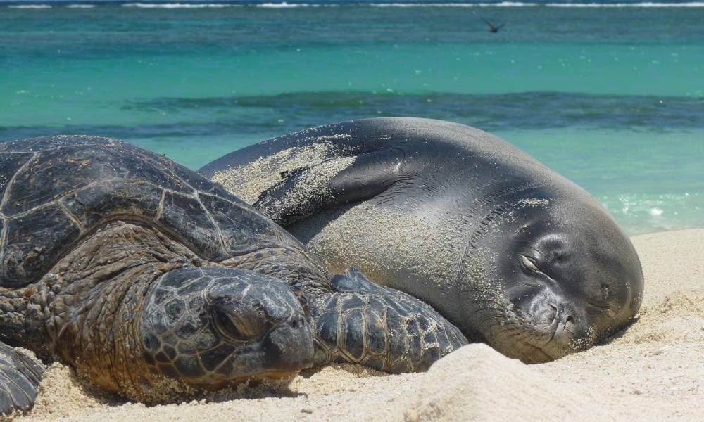 monk seal and turtle resting on a beach
