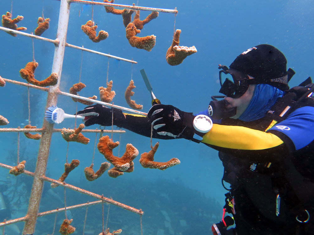 Diver tending to a coral tree.