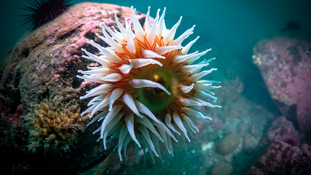 A colorful anemone on a rock.