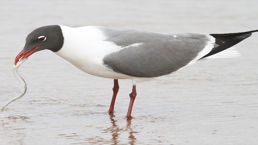 A gull with a sand lance in its mouth.