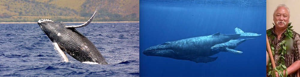 left: a whale breching, center: a whale underwater, right: Solomon Pili Kahoʻohalahala