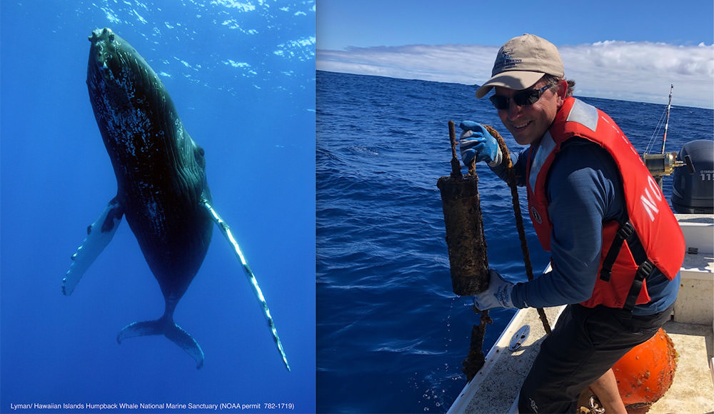 left: a humpback whale swimming, right: a man aboard a boat removing debris from the water