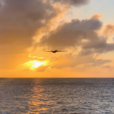 Bird flying over ocean at sunset