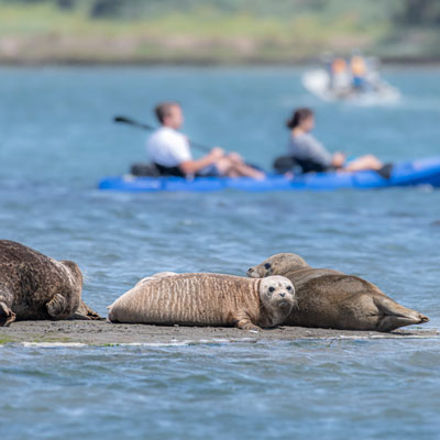 Kayakers behind seals