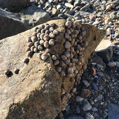 Barnacles on a rock