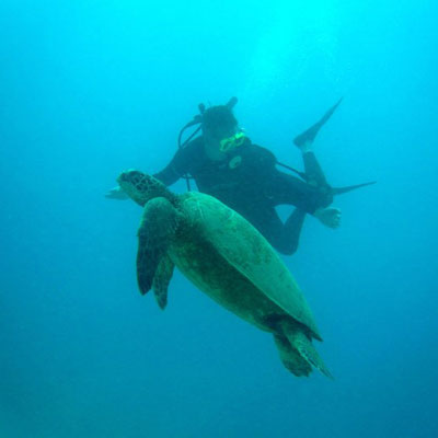 Turtle in front of diver