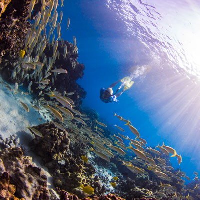 Diver swimming through reef and fish