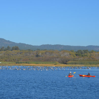 Kayakers infront of bird group