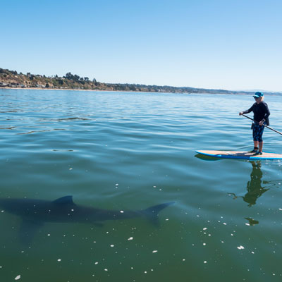 Paddler on board in front of a white shark