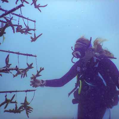 Diver checks coral tree