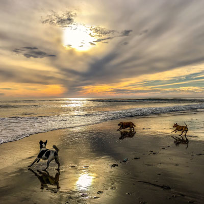 wet dogs on a beach