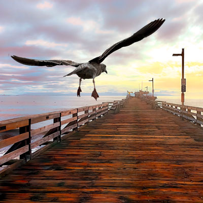Gull flying over pier