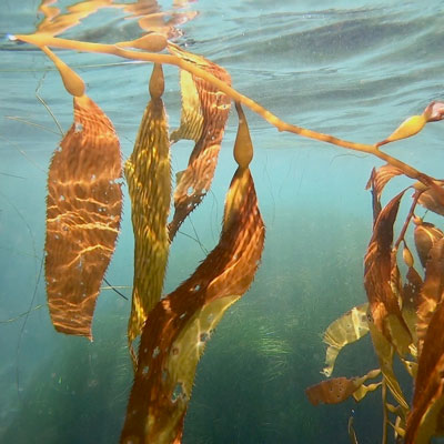 Kelp near surface from below