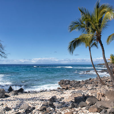 Palm tree on a shoreline
