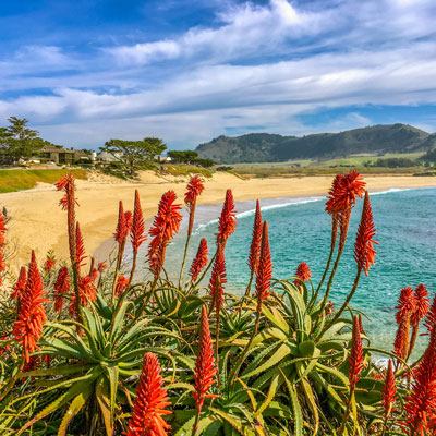 Red flowers in front of a beach